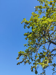 Tree Branches Against a Blue Sky