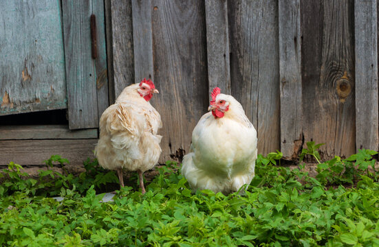 White broiler chickens walk on a farm against the background of green grass in summer
