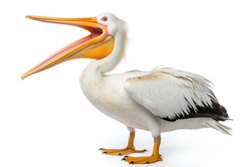Obraz premium Pelican animal bird white background.