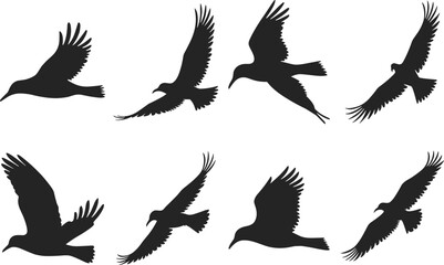 Bird Flying Silhouette  collection Illustration with a white background