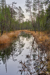 Obraz premium River in forest
