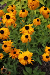 Rudbeckia fulgida en floraison jaune vif