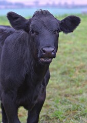 Black cow close up