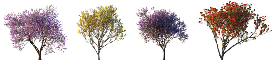 Jacaranda mimosifolia and Metrosideros excelsa Pohutukawa trees frontal isolated premium png on a...