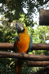 parrots of the carribbean