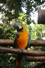 parrots of the carribbean