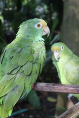 parrots of the carribbean