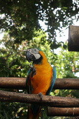 parrots of the carribbean