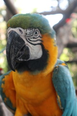 parrots of the carribbean