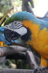 parrots of the carribbean