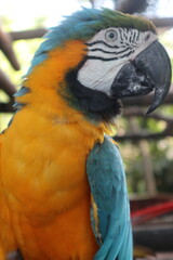 parrots of the carribbean