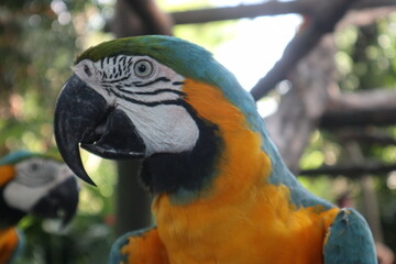 parrots of the carribbean