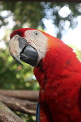parrots of the carribbean