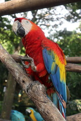 parrots of the carribbean