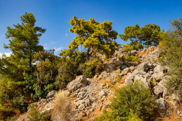 beautiful nature with green fir trees, bushes and plants on a rocky hill in Göynük Turkey (Antalya/Kemer)