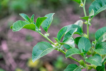 Obraz premium Ashwagandha green plants in the garden. Withania somnifera Leaves. Herb (ayurvedic) medicine plant