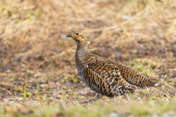 Female Black grouse, (Lyrurus tetrix) in the grass
