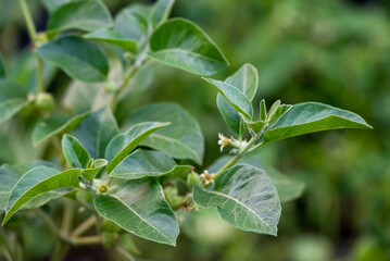 Obraz premium Ashwagandha green plants in the garden. Withania somnifera Leaves. Herb (ayurvedic) medicine plant