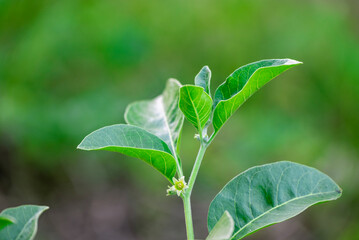 Ashwagandha green plants in the garden. Withania somnifera Leaves. Herb (ayurvedic) medicine plant