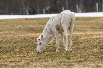 Fototapeta premium Reindeer (Rangifer tarandus)