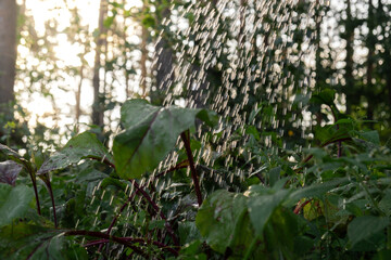 Close up of Red beet. Watering Beetroot plant in the field. Concept of agriculture gardening in country side living. Veganism seasonal vegetable food production 