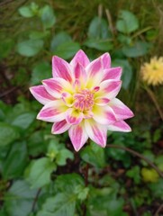 Obraz premium dahlia rose dans le parc