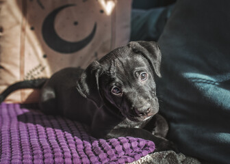 Black Rescue Lab Pitbull Mix Puppy 