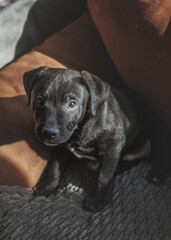 Black Rescue Lab Pitbull Mix Puppy 