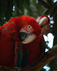couple of red macaw