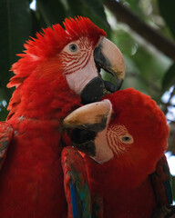 couple of red macaw