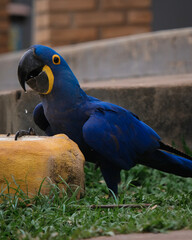 blue macaw