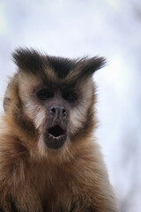 Monkey screaming