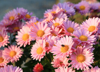 Fototapeta premium Many blooming chrysanthemums in the park outdoors