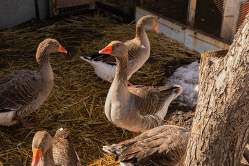 domestic greylag geese walk around the yard on straw in rays of sun