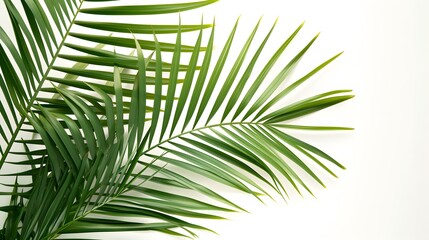 Fototapeta premium Palm leaves from a tropical paradise displayed on a white background AI generated illustration