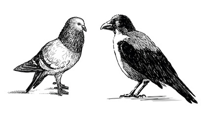 Sketch of crow and pigeon birds standing and looking, realistic hand drawing, vector illustration