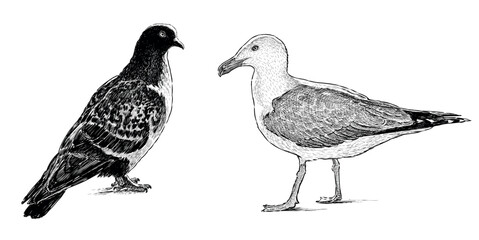 Obraz premium Sketch of seagull and pigeon birds standing and looking, realistic hand drawing, vector illustration