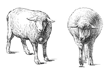 Sketches of two farm sheep, realistic hand drawing, vector illustration isolated on whit
