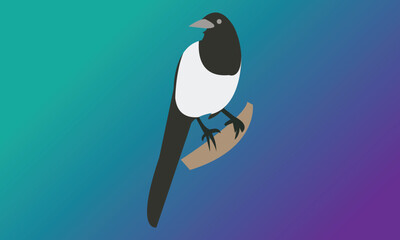 Vector illustration of a magpie. 
