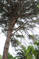 Aleppo Pine in a Greek Island Forest: Lush Greenery and Natural Beauty on a Sunny Day