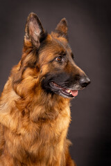 Head shot portrait of a beautiful german shepherd on a dark grey background
