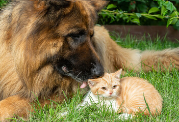 Ginger kitten and German Shepherd dog lying on the grass together