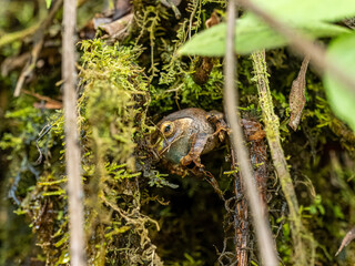 Frosch