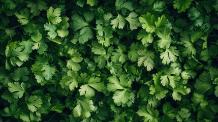 A surface densely covered with fresh cilantro leaves, filling every inch of the frame with their bright green, aromatic tones and delicate textures.