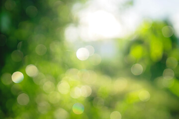 A blurry green forest with a bright sun shining through the trees