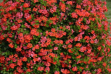 A large, dome-shaped bush covered in bright red and pink flowers stands in a grassy area of a park. Landscape