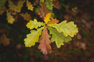 leaves in autumn