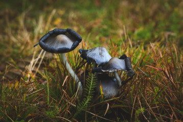 a pair of blue mushrooms on the grass