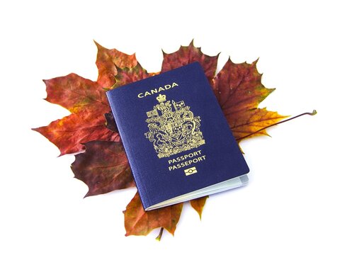 Canadian passport lies on a bed of autumn-colored maple leaves, symbolizing Canadian identity and pride