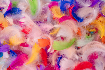 Colorful feather background, top view.